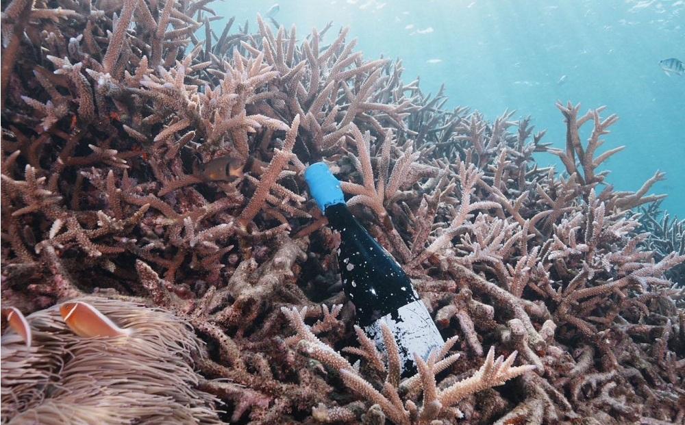 tlass SEA CELLAR -2024 1st Edition- 海底熟成スパークリングワイン 750ml×1本