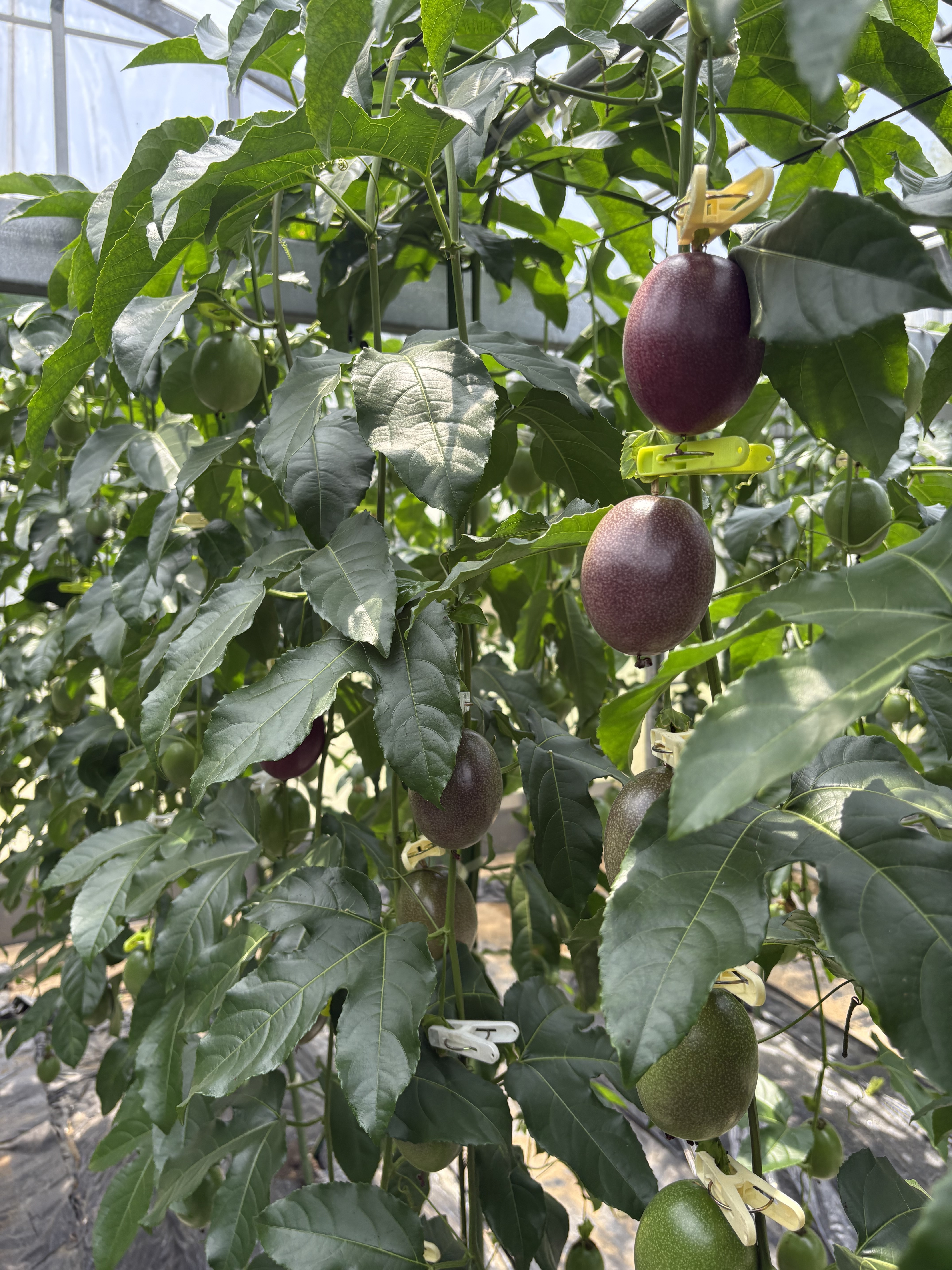 期間限定【農薬不使用】奄美大島 完熟パッションフルーツ約1kg（農家直送）