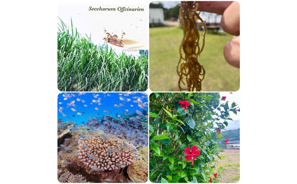 ihap care shampoo 500ml