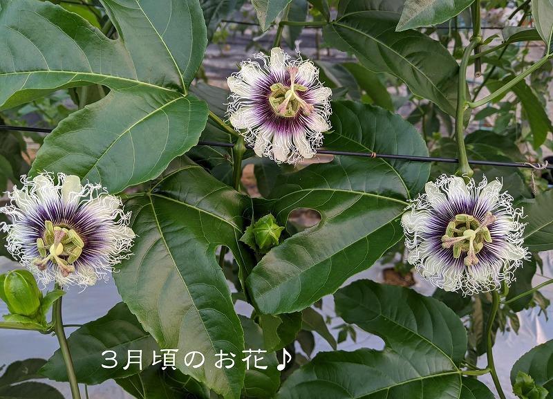 【先行受付】奄美大島 パッションフルーツ 3kg箱　（バラ詰）