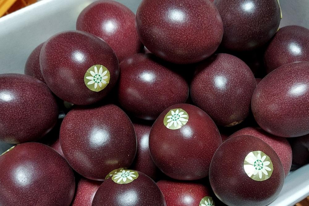 縲2026蟷エ逋コ騾∝ 蜈郁。悟女莉倥代ヱ繝繧キ繝ァ繝ウ繝輔Ν繝シ繝 繝舌Λ隧ー繧3kg縲舌◆縺代ッ繧芽セイ蝨偵