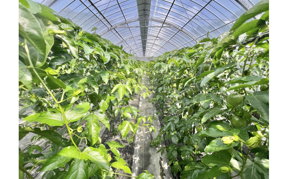 ã2026幎çºéããç宀ç®äžåç£å°ã®ããã·ã§ã³ãã«ãŒããå¥çŸå€§å³¶ç¬æžå
çºç£ã倧ç12åå
¥ãïŒçŽ1kg