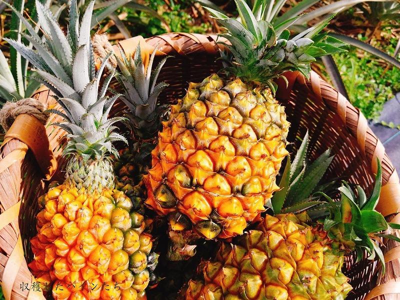 窶懊s縺セ縺セ螂鄒弱ず繝」繝窶晢シ灘九そ繝繝医舌◆繧薙°繧薙サ繧ー繧。繝舌サ繝代う繝ウ繧ク繝」繝隧ー蜷医○縲