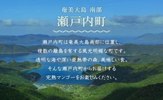 【2026年 先行予約】奄美完熟マンゴー 訳あり 家庭用 約1kg(2～3玉入り) 