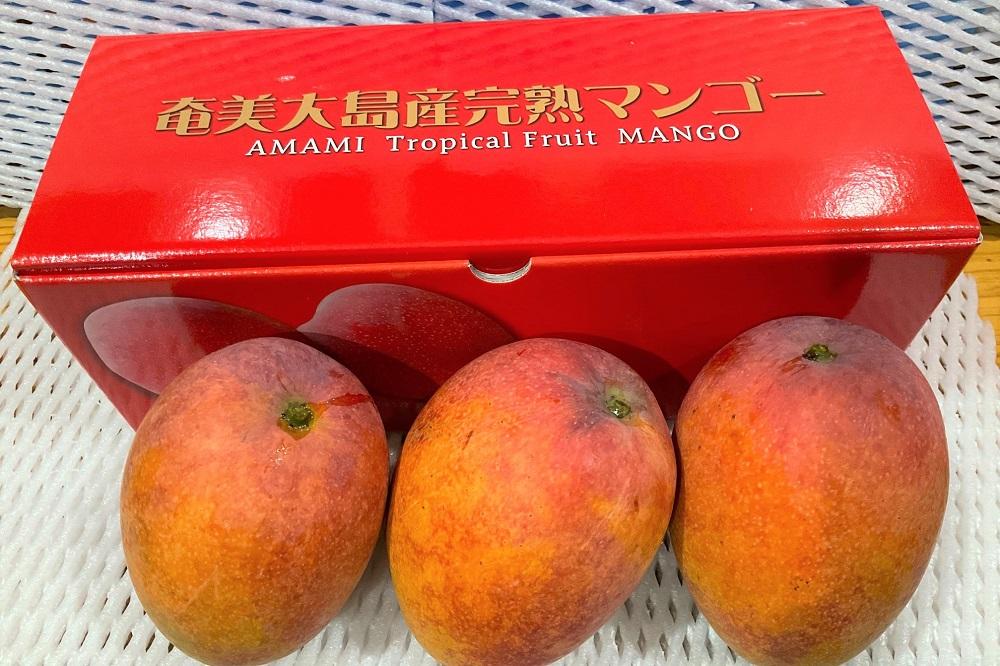 【2026年 先行予約】奄美完熟マンゴー 訳あり 家庭用 約1kg(2～3玉入り) 