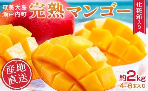 【2026年 先行予約】奄美完熟マンゴー 化粧箱 約2kg(4～6玉入り) 農家直送！