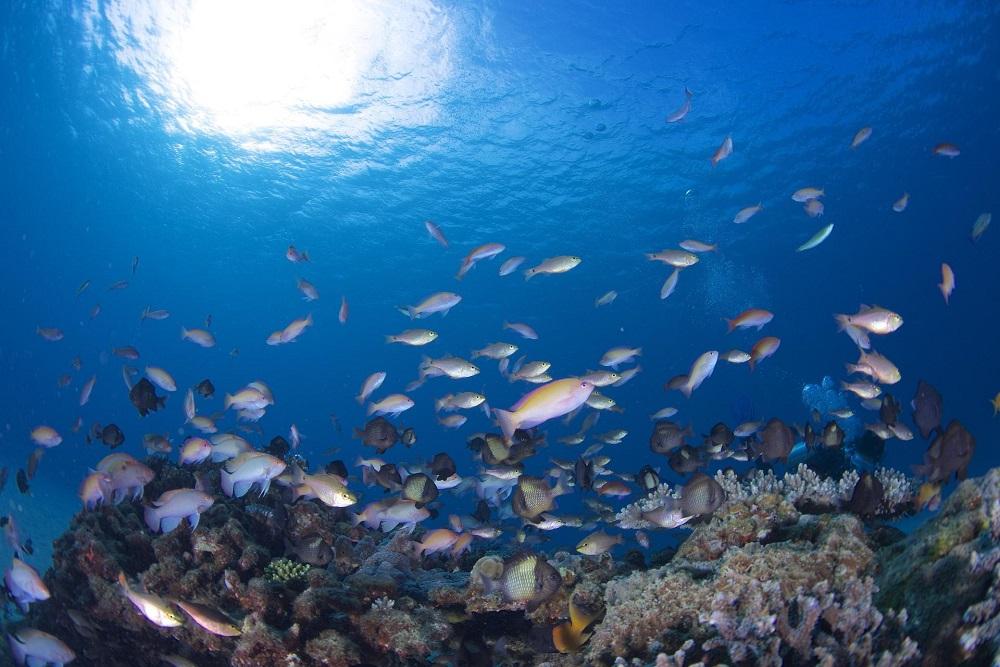 透明度抜群！　奄美大島でボートダイビング（２ボート）