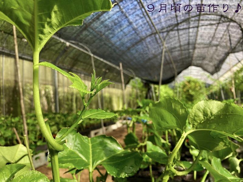 【先行受付】奄美大島 パッションフルーツ 3kg箱　（バラ詰）