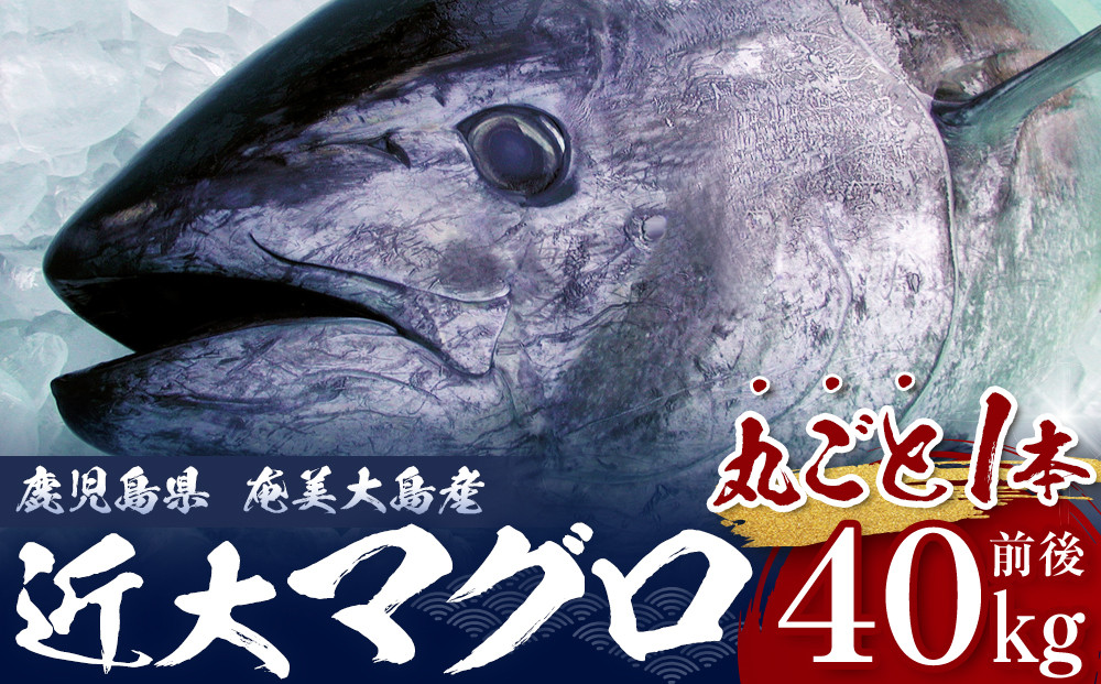 【近大マグロ 1本丸ごとお届け】鹿児島県 奄美大島産 近大マグロ 1本40kg前後 養殖クロマグロ 赤身 大トロ 中トロ 近畿大学