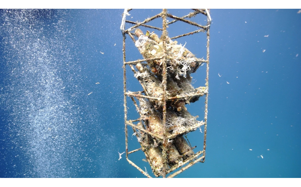 tlass SEA CELLAR -2025 2nd Edition- 海底熟成前後飲み比べスパークリング 750ml×2本