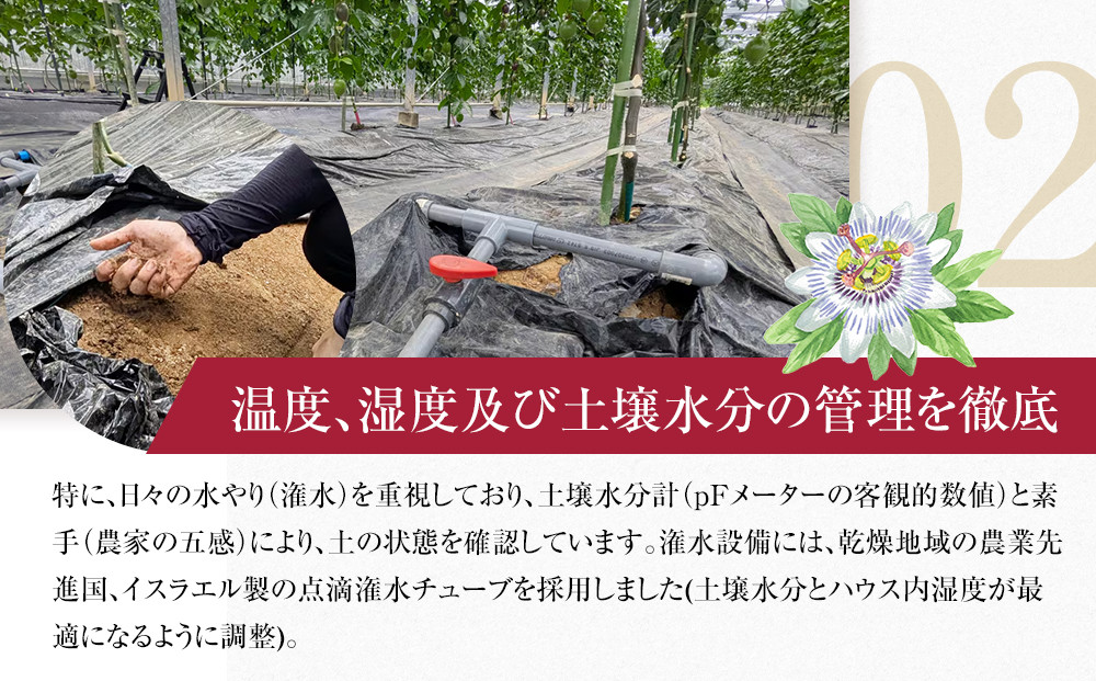 期間限定【農薬不使用】奄美大島 完熟パッションフルーツ3kg（農家直送）