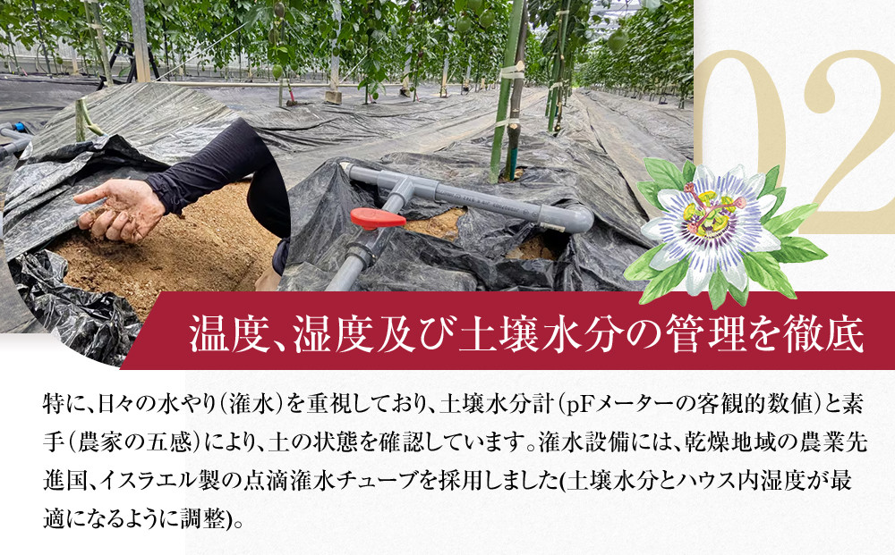 2026年先行受付【農薬・除草剤不使用】奄美大島産樹上完熟パッションフルーツ約１kg