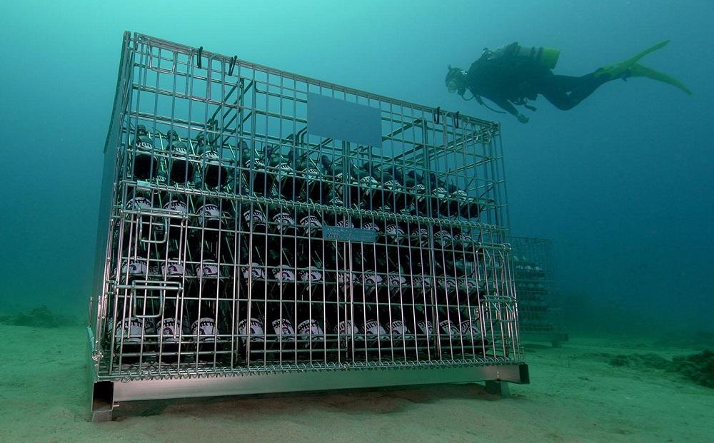 tlass SEA CELLAR -2024 1st Edition- 海底熟成ワイン 白・赤・スパークリング 750ml×3本セット