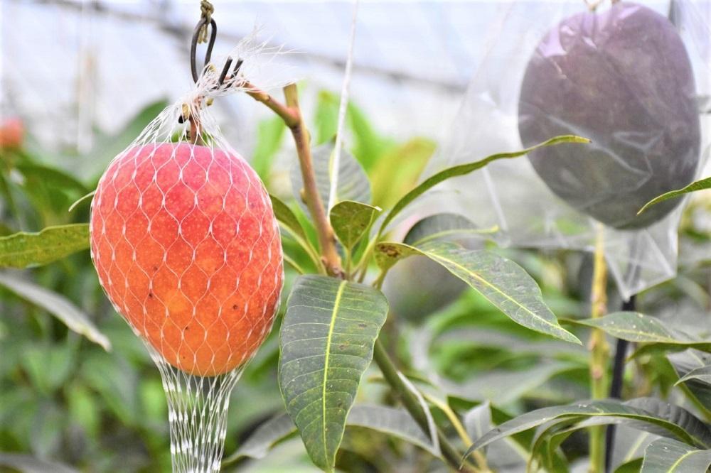 【2026年 先行予約】奄美完熟マンゴー 訳あり 家庭用 約1kg(2～3玉入り) 