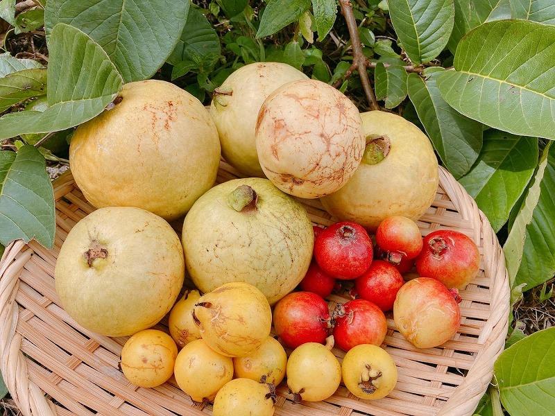 窶懊s縺セ縺セ螂鄒弱ず繝」繝窶晢シ灘九そ繝繝医舌◆繧薙°繧薙サ繧ー繧。繝舌サ繝代う繝ウ繧ク繝」繝隧ー蜷医○縲