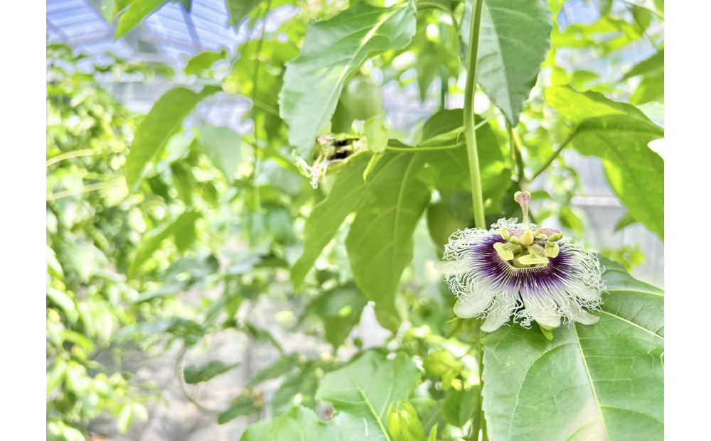 ã2026幎çºéããç宀ç®äžåç£å°ã®ããã·ã§ã³ãã«ãŒããå¥çŸå€§å³¶ç¬æžå
çºç£ã倧ç12åå
¥ãïŒçŽ1kg