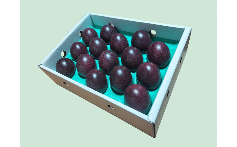 【2026年発送分 先行受付】パッションフルーツ 化粧箱15個入り(Ｍ玉)×3箱【たけはら農園】