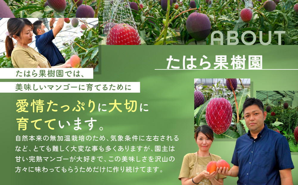ã2026幎 å
è¡äºçŽãå¥çŸå®çãã³ãŽãŒ åç²§ç®± çŽ1kg(2ïœ3çå
¥ã) 蟲家çŽéïŒ
