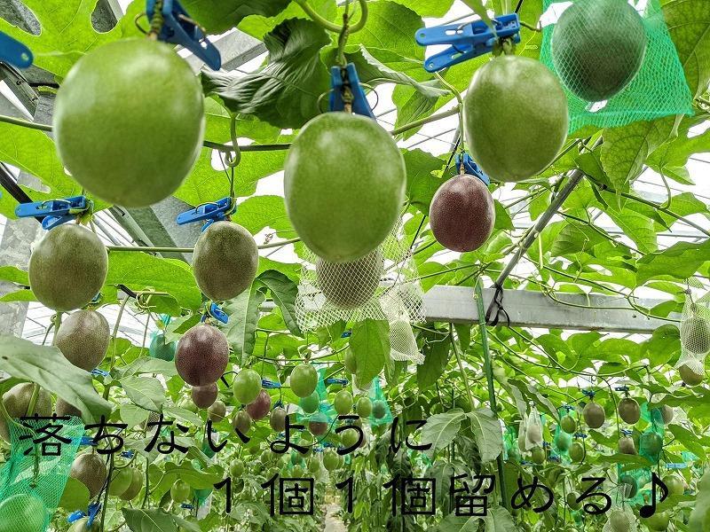 【先行受付】奄美大島 パッションフルーツ 3kg箱　（バラ詰）