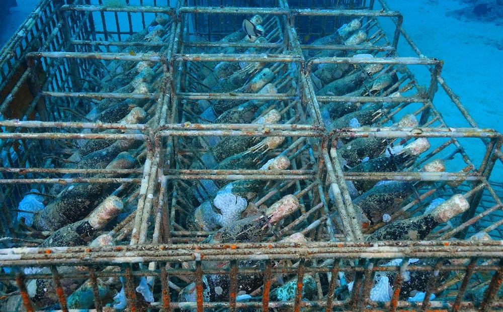 tlass SEA CELLAR -2024 1st Edition- 海底熟成ワイン 白・赤・スパークリング 750ml×3本セット