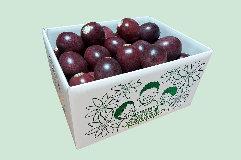 縲2026蟷エ逋コ騾∝ 蜈郁。悟女莉倥代ヱ繝繧キ繝ァ繝ウ繝輔Ν繝シ繝 繝舌Λ隧ー繧3kg縲舌◆縺代ッ繧芽セイ蝨偵