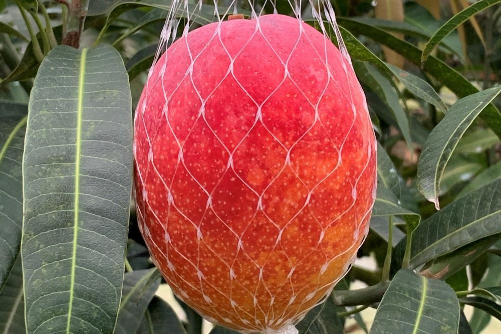 【2026年 先行予約】奄美完熟マンゴー 訳あり 家庭用 約1kg(2～3玉入り) 