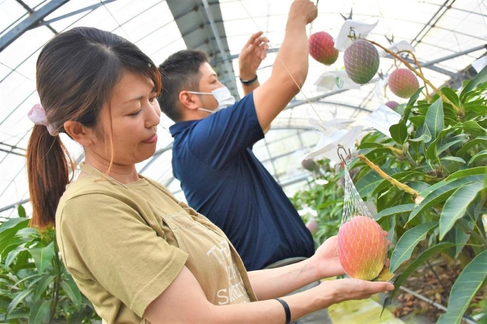 【2026年 先行予約】奄美完熟マンゴー 訳あり 家庭用 約1kg(2～3玉入り) 