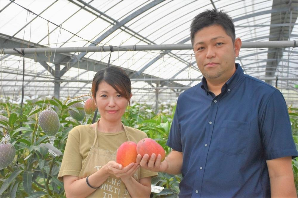 【2026年 先行予約】奄美完熟マンゴー 訳あり 家庭用 約1kg(2～3玉入り) 