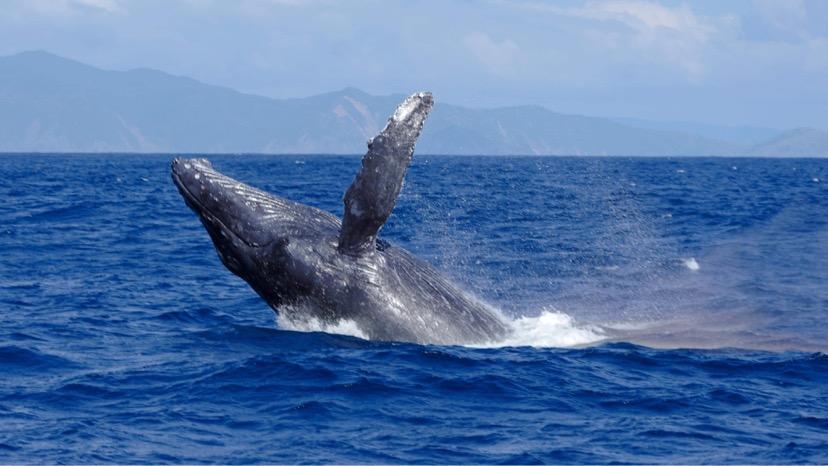 奄美大島　ゆったり見れるホエールウォッチング(3時間)