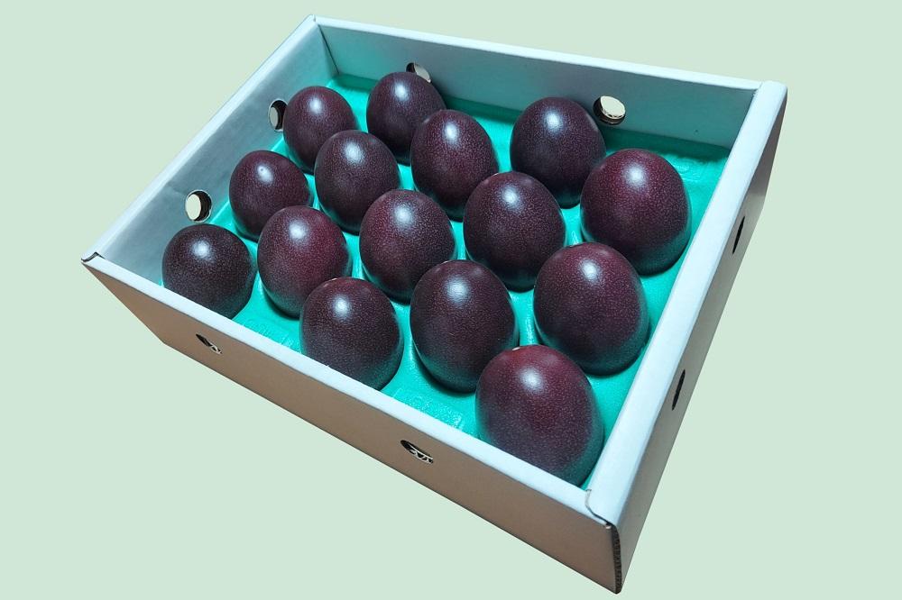 【2026年発送分 先行受付】パッションフルーツ 化粧箱15個入り(M玉)【たけはら農園】
