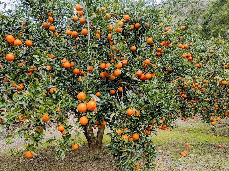 窶懊s縺セ縺セ螂鄒弱ず繝」繝窶晢シ灘九そ繝繝医舌◆繧薙°繧薙サ繧ー繧。繝舌サ繝代う繝ウ繧ク繝」繝隧ー蜷医○縲