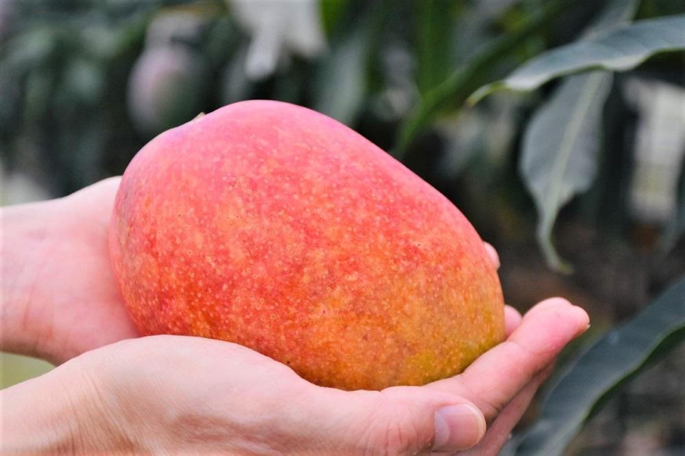 【2026年 先行予約】奄美完熟マンゴー 訳あり 家庭用 約1kg(2～3玉入り) 