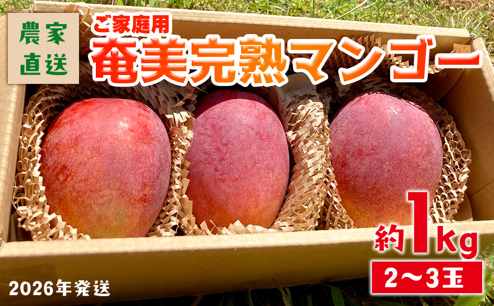 2026年発送【農家直送】飯田菜園 奄美完熟マンゴー 約1kg(2～3玉)ご家庭用