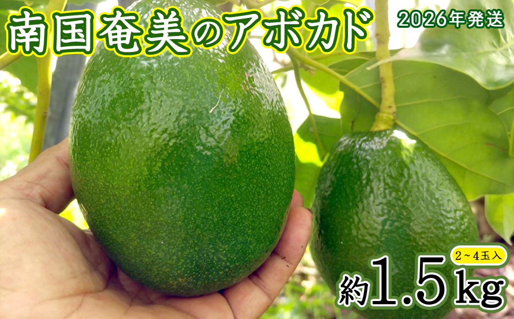 【2026年発送】南国奄美のアボカド 約1.5kg（2～4玉入） 鹿児島県 奄美群島 奄美大島 龍郷町 国産 奄美産 青果 果物 くだもの フルーツ 森のバター 不飽和脂肪酸 ビタミン ミネラル 葉酸 クリーミー 濃厚 なめらか お取り寄せ 農家直送