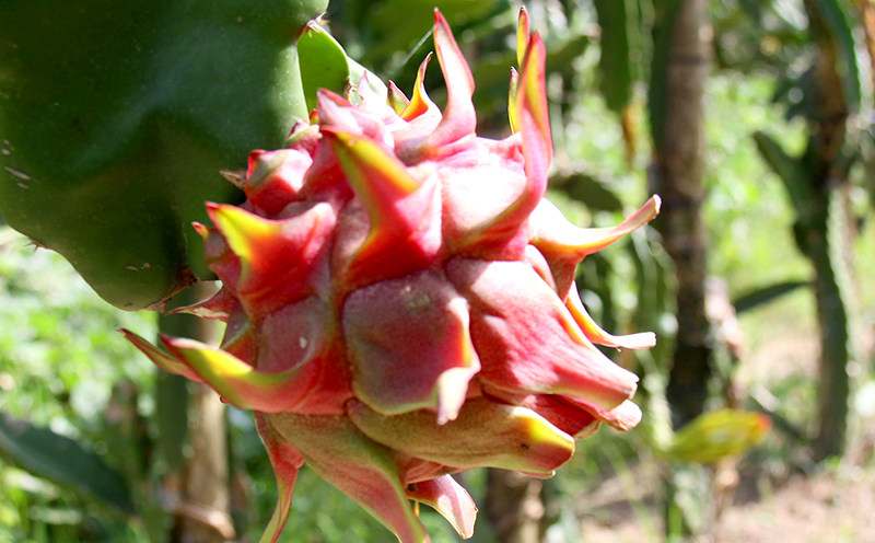 2026幎çºéãå¥çŸå€§å³¶ç£ãé
æã®æå®ã»ãã©ãŽã³ãã«ãŒã(èµ€ç)çŽ2kg 鹿å
å³¶ç å¥çŸçŸ€å³¶ å¥çŸå€§å³¶ éŸé·çº åœç£ å¥çŸç£ éæ æå® æç© ãã ãã® ãã«ãŒã ãã¶ãŒã ãã¿ã€ ç«éŸæ ååœ ãããã«ã« ãåãå¯ã å
è¡äºçŽ æééå® æ°ééå®