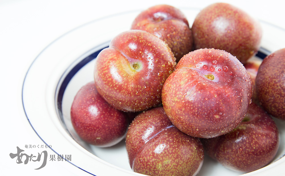 2026幎çºéããããææš¹åãå¥çŸå€§å³¶ç£ ããã(ãã©ã )çŽ3kg 鹿å
å³¶ç å¥çŸçŸ€å³¶ å¥çŸå€§å³¶ éŸé·çº åœç£ å¥çŸç£ éæ æç© ãã ãã® ãã«ãŒã ããã ã¹ã¢ã¢ ãã©ã ååœ åå€ã®æå® çé
žã£ã±ã ãåãå¯ã å
è¡äºçŽ æééå® æ°ééå®