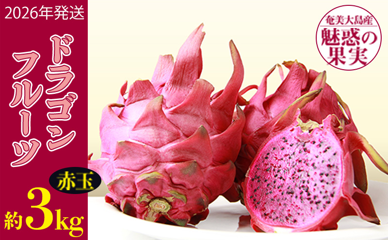 2026年発送【奄美大島産】魅惑の果実・ドラゴンフルーツ(赤玉)約3kg 鹿児島県 奄美群島 奄美大島 龍郷町 国産 奄美産 青果 果実 果物 くだもの フルーツ デザート ピタヤ 火龍果 南国 トロピカル お取り寄せ 先行予約 期間限定 数量限定