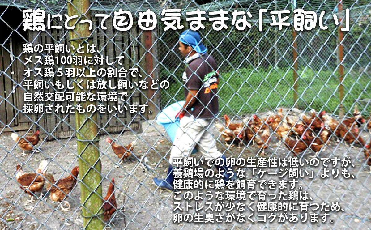 奄美大島の平飼い有精卵　40個入り 鹿児島県 奄美群島 奄美大島 龍郷町 国産 奄美産 たまご 卵 エッグ 有精卵 平飼い お取り寄せ