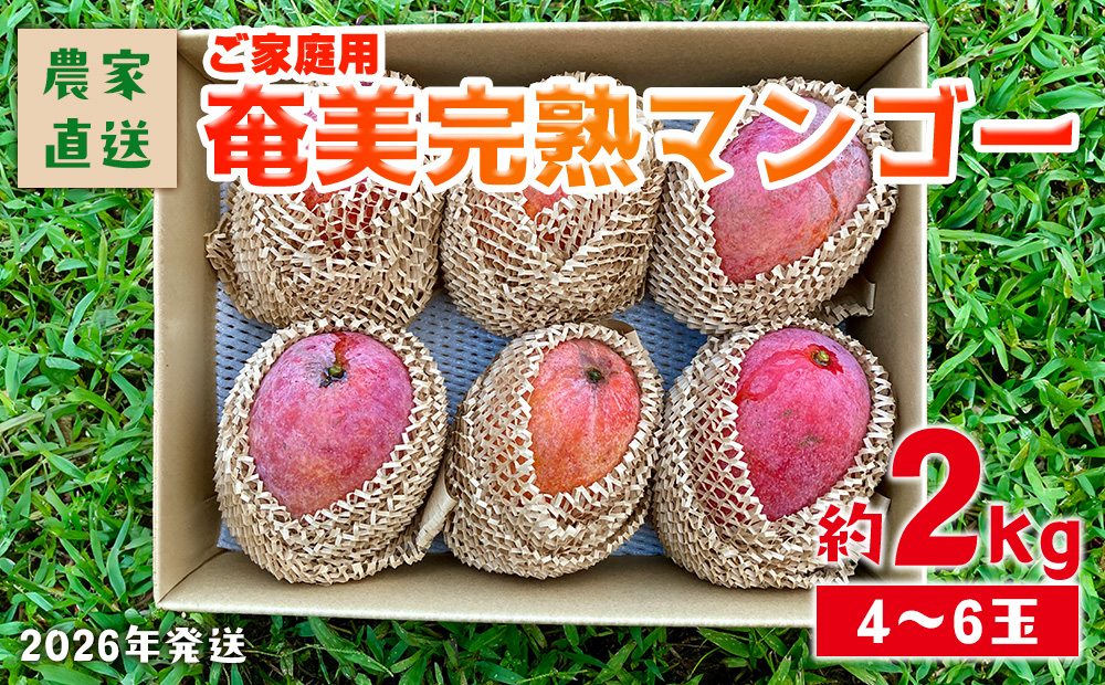 2026年発送【農家直送】飯田菜園 奄美完熟マンゴー 約2kg(4～6玉)ご家庭用