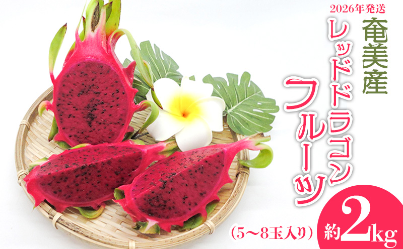 2026年発送【奄美産】レッドドラゴンフルーツ 約2kg（5～8玉入り） 鹿児島県 奄美群島 奄美大島 龍郷町 国産 奄美産 青果 果実 果物 くだもの フルーツ デザート ピタヤ 火龍果 南国 トロピカル お取り寄せ 先行予約 期間限定 数量限定
