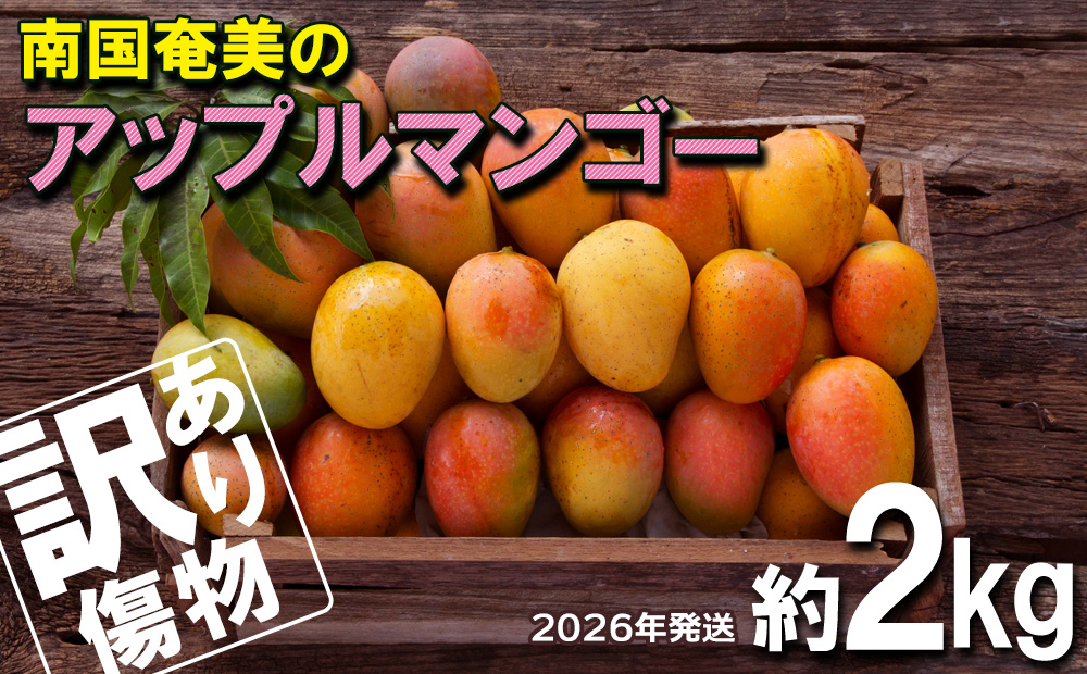 南国奄美のアップルマンゴー 傷物・訳あり 約2kg【2026年発送】 鹿児島県 奄美群島 奄美大島 龍郷町 国産 奄美産 青果 果物 くだもの フルーツ 南国 トロピカル デザート スイーツ 濃厚 とろける 甘い アップルマンゴー 訳あり 2kg