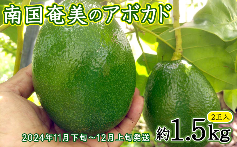 【2024年発送】南国奄美のアボカド 約1.5kg（2玉入） 鹿児島県 奄美群島 奄美大島 龍郷町 国産 奄美産 青果 果物 くだもの フルーツ 森のバター 不飽和脂肪酸 ビタミン ミネラル 葉酸 クリーミー 濃厚 なめらか お取り寄せ 農家直送