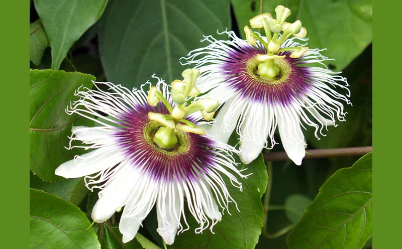 2026年発送【奄美大島産】秀品パッションフルーツ 約1kg 化粧箱入 鹿児島県 奄美群島 奄美大島 龍郷町 国産 奄美産 青果 果物 くだもの フルーツ 果物時計草 南国 トロピカル 初夏の果実 さわやか 甘酸っぱい 秀品 お取り寄せ 先行予約 数量限定