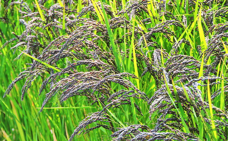 【奄美大島産】龍郷町・秋名の黒米 約1.5kg（約250g×6パック） 鹿児島県 奄美群島 奄美大島 龍郷町 国産 奄美産 お米 雑穀 古代米 長寿米 農家直送 小分け お取り寄せ 期間限定 数量限定