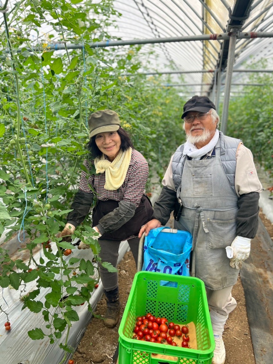 【2025年1月下旬以降発送開始】喜界島産ミニトマト　１kg【まぁむんFARM】