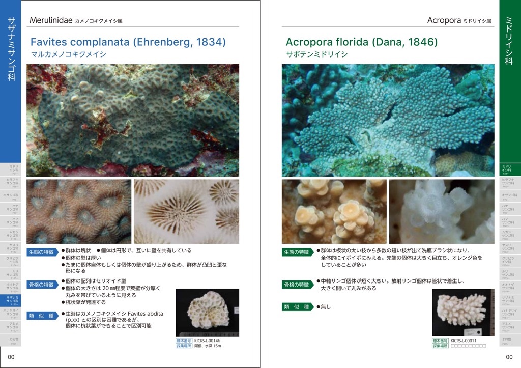 【喜界島】海と陸の造礁サンゴ図鑑