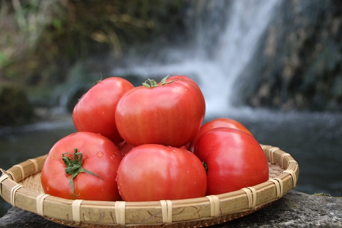 【2025年１月から発送】『喜界島トマト』自家製有機肥料(ボカシ)使用栽培　４kg