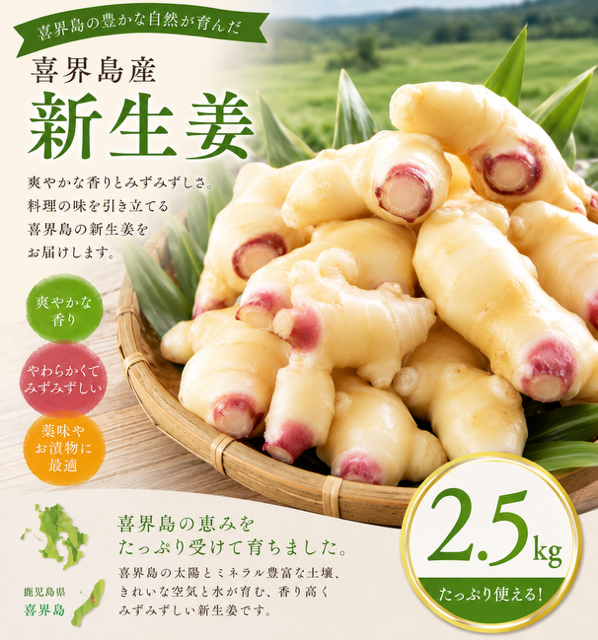 【2026年８月頃から発送】喜界島産『新生姜』2.5Kg(250g×10パック)　ショウガ/しょうが