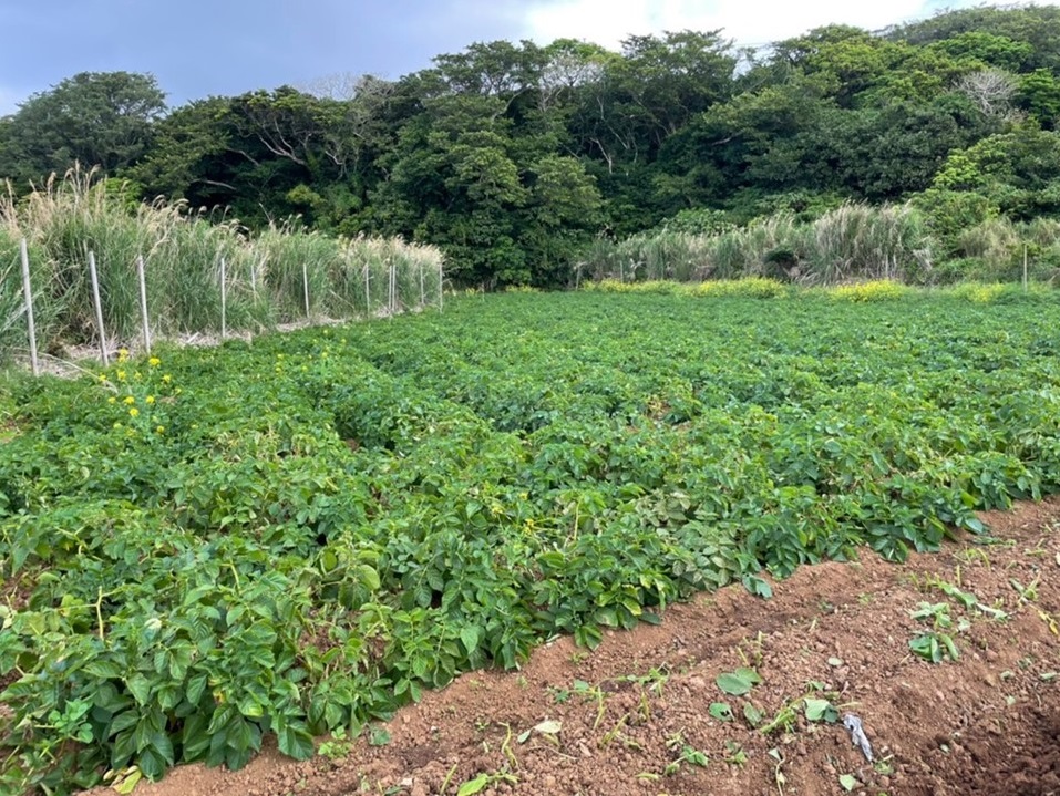 【2026年３月から発送】