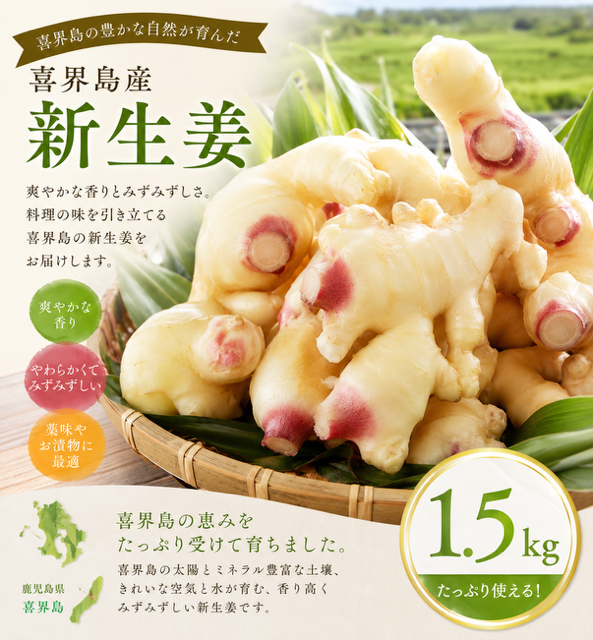 【2026年８月頃から発送】喜界島産『新生姜』1.5Kg　ショウガ/しょうが